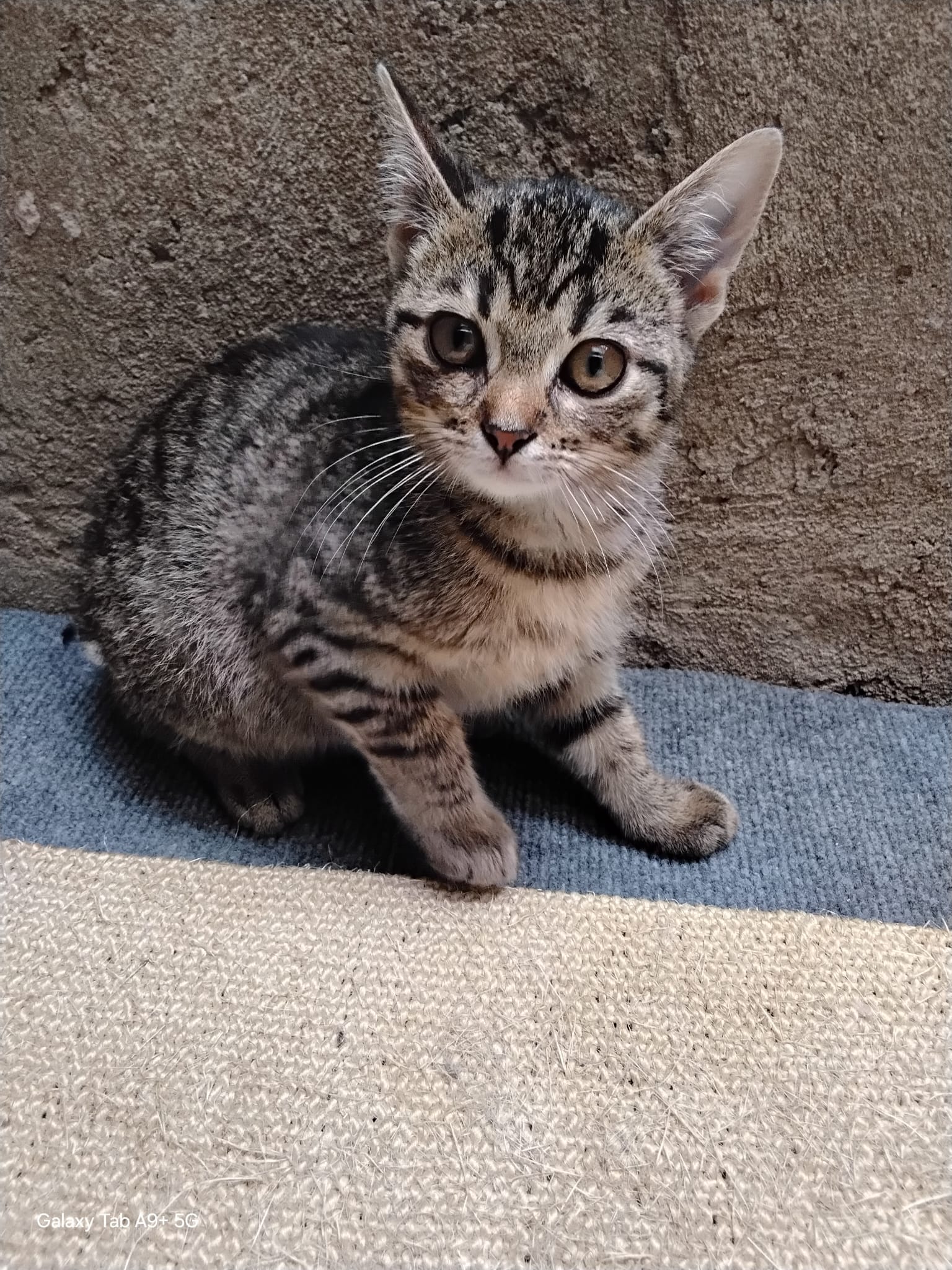 Isla