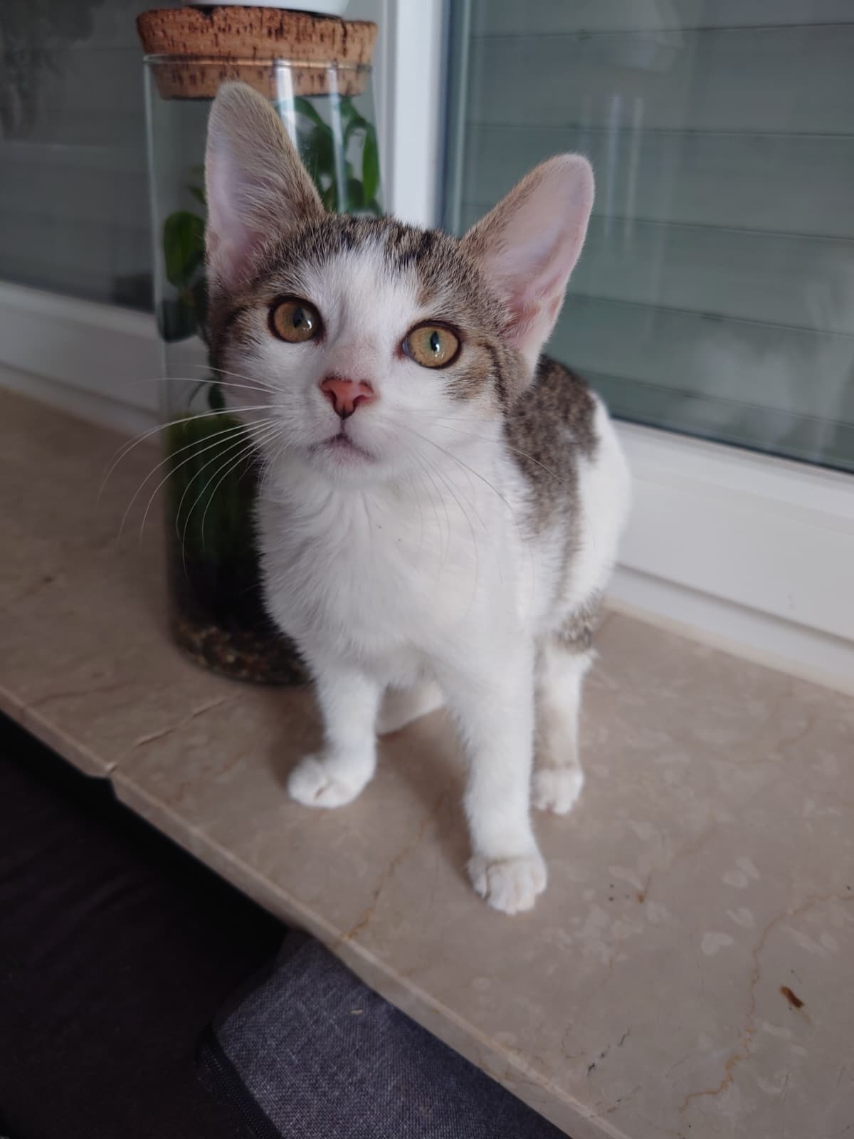 Kaika
