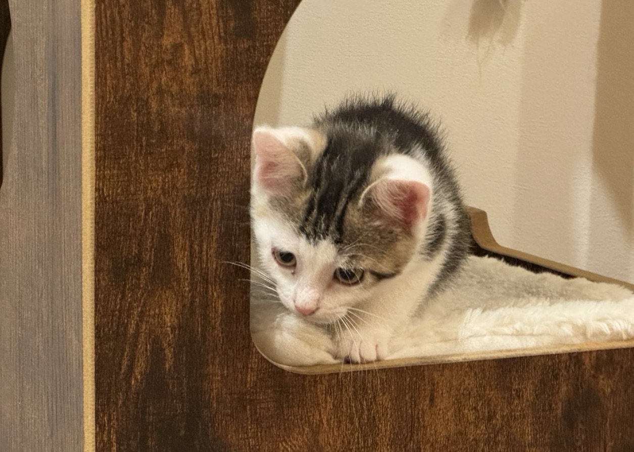 Minou