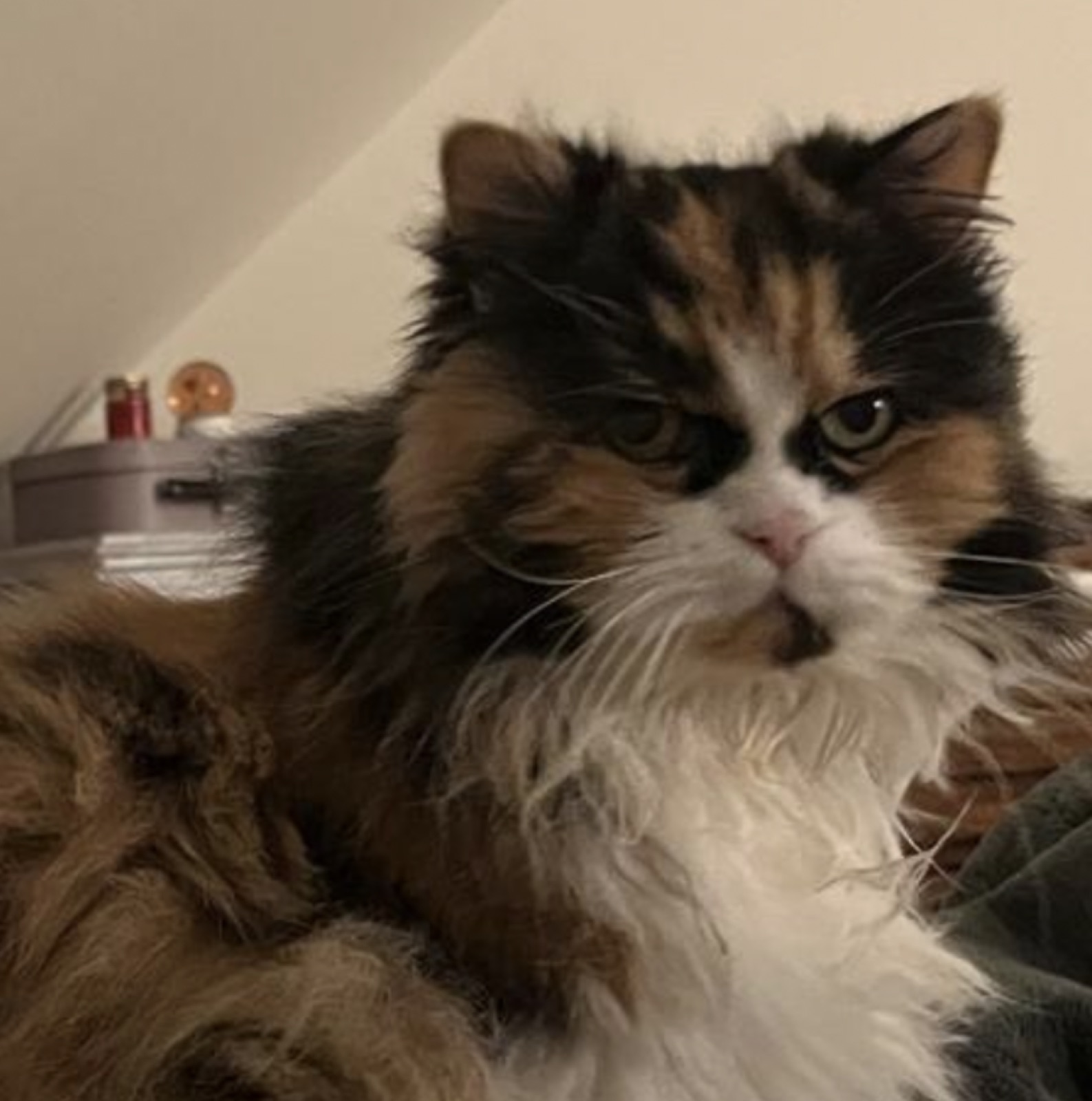Bibi