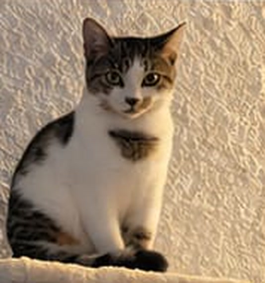Dina
