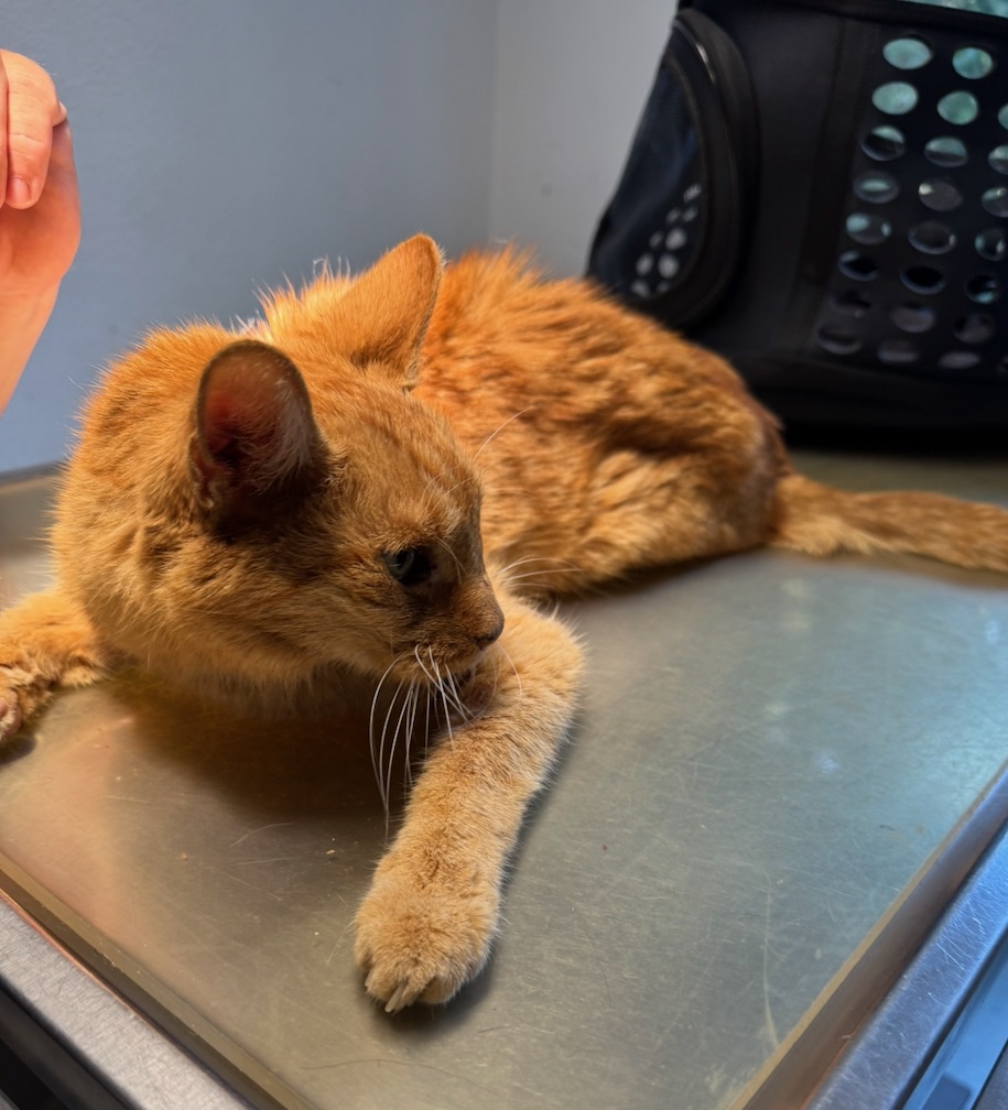 Älterer roter Kater